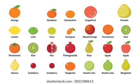 Assortment of vibrant flat vector fruit icons depicting citrus varieties like orange mandarin clementine grapefruit pomelo lemon lime yuzu kumquat blood orange as well as apples pears pomegranate kiwi persimmon quince and cranberries for health concepts.