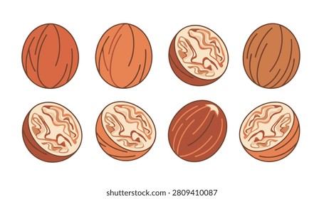 Assortment of whole and halved walnuts with detailed inner textures are illustrated on a white background.