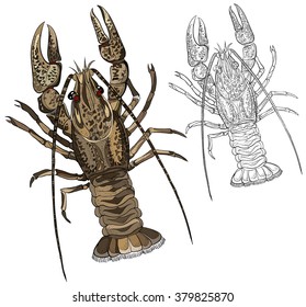 Astacus astacus, the European crayfish, noble crayfish or broad-fingered crayfish, vector image