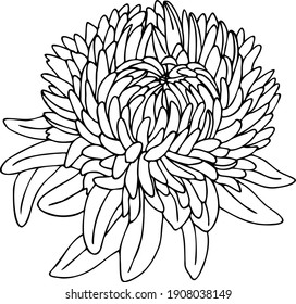 Aster Black White Illustration Vector Graphics Stock Vector (Royalty ...