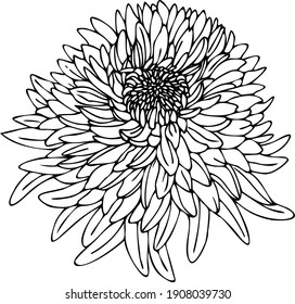 Aster Black White Illustration Vector Graphics Stock Vector (Royalty ...