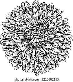 Aster chrysanthemum sketch  A lush flower  Element  The drawing is realistic in black   white style 