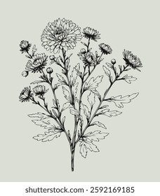 Aster, dahlia, chrysanthemum sketch flowers, 
illustration outline of a flower, 
black and white line art, lineart, 
set of contour flower, line art of flowers, leaves