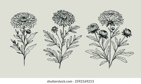 Aster, dahlia, chrysanthemum sketch flowers, 
illustration outline of a flower, 
black and white line art, lineart, 
set of contour flower, line art of flowers, leaves