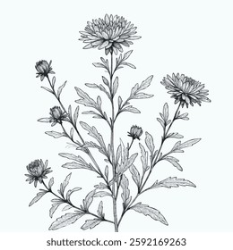 Aster, dahlia, chrysanthemum sketch flowers, 
illustration outline of a flower, 
black and white line art, lineart, 
set of contour flower, line art of flowers, leaves