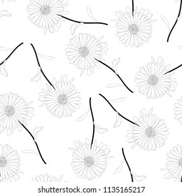 Aster, Daisy Outline on White Background. Vector Illustration.