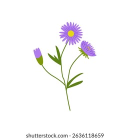 Aster flower branch with leaves on isolated background. Vector flat botanical illustration