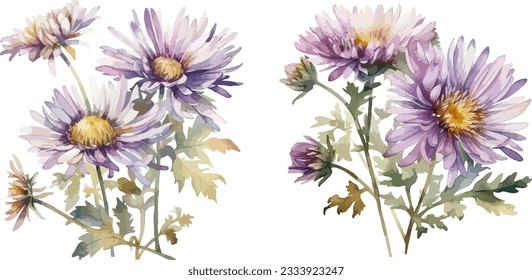 Aster flower clipart, isolated vector illustration.