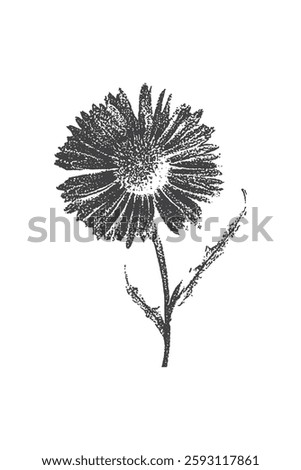 aster flower, collage element with vintage stipple photocopy effect, with retro grainy texture, Real Pressed a aster flower petal plant