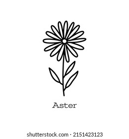 Flor de aster. Esbozo de línea dibujado a mano por el vector Doodle. Ilustración floral para libro de colorantes