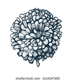 Aster flower, hand drawing, vector illustration isolated on white background