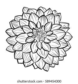 Aster Flower Hand-drawn Contour Lines And Strokes