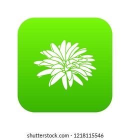 Aster flower icon green vector isolated on white background