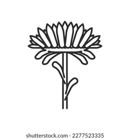Aster flower icon. High quality black vector illustration.