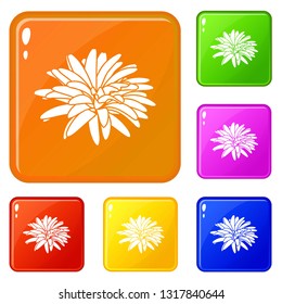 Aster flower icons set collection vector 6 color isolated on white background