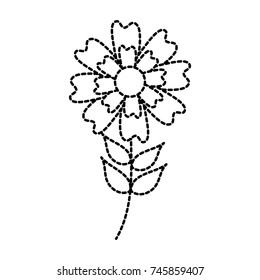 aster flower natural petal leaves stem