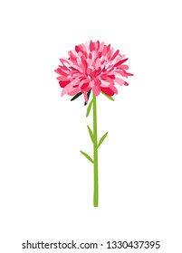 Aster flower on a white background