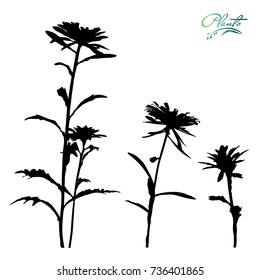 Aster flower set. Flowers on stems with leaves. Silhouette. Detailed vector illustration.