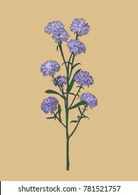 aster flower ,small purple flower .hand draw sketch vector.