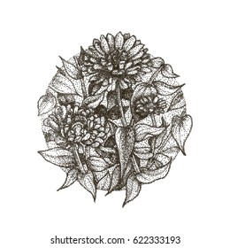 Aster flowers with Black Dots isolated on white. Vector Dotwork Illustration. Graphic sketch for tattoo, poster, clothes, t-shirt design. Coloring book for kids and adults.