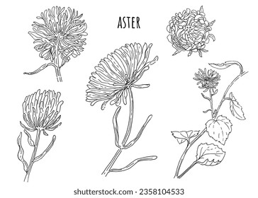 Aster flowers collection 