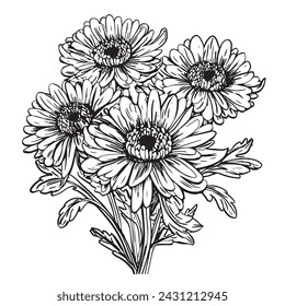 Aster flowers in line art style. Black and white line illustration of daisy flowers on a white background. Vector flower isolated on white. Osteospermum or African daisies.