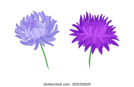 Aster flowers set. Blooming chrysanthemums, floral design elements for decoration of invitation, greeting card vector illustration