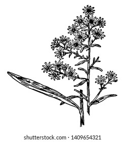 Las hojas más altas son puntas y líneas. El stem es sencillo y algunas hojas se unen en el nodo raíz del nodo, dibujo de línea vintage o ilustración de grabado.