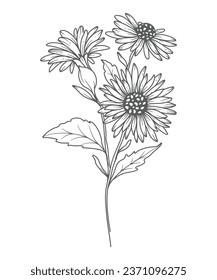 Aster Line Art. Aster outline Illustration. September Birth Month Flower. Aster outline isolated on white. Hand painted line art botanical illustration.