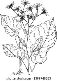 Aster macrophyllus leaves are like heart shapes, and flower separately grow on plant top, vintage line drawing or engraving illustration.