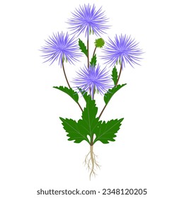 Aster plant with flowers and roots on a white background.