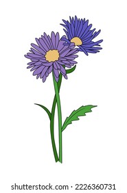 Aster - September birth month flower colorful vector illustration. Hand drawn design for tattoo, jewelry, wall arts, cards, invitations. Colored outline sketch drawing Isolated on white background.