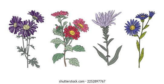 Aster September birth month flower colorful vector illustration. Modern minimalist hand drawn design for logo, tattoo, packaging, card, wall art, poster. Colored line art isolated on white background.