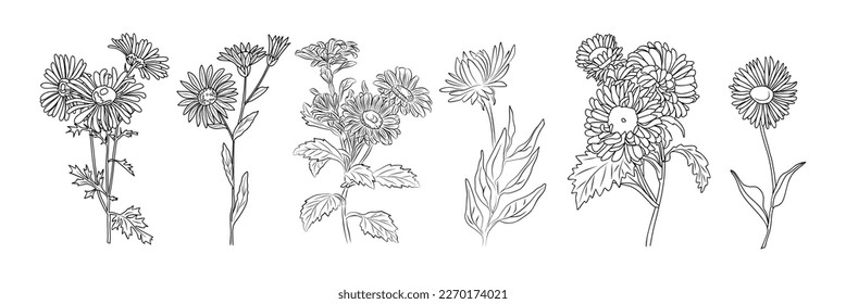 Aster September birth month flower outline vector.