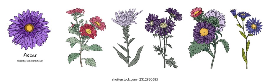 Aster September Birth month flower colorful vector illustrations set isolated on white background. Floral Modern minimalist design for logo, tattoo, wall art, poster, packaging, stickers, prints