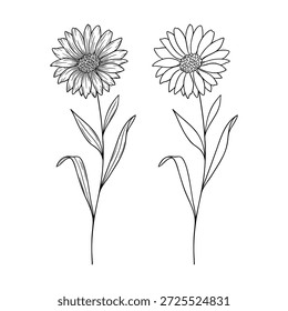 Aster - september birth month flower, line art vector set in monochrome style. Hand drawn botanical illustration. Floral sketch expressing individuality, minimalism and tattoo design concepts.