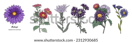 Aster September Birth month flower colorful vector illustrations set isolated on white background. Floral Modern minimalist design for logo, tattoo, wall art, poster, packaging, stickers, prints