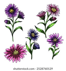 aster set hand drawn. perennial bloom, petals garden, daisy autumn aster vector sketch. isolated color illustration