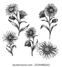 aster set hand drawn. perennial bloom, petals garden, daisy autumn aster vector sketch. isolated black illustration