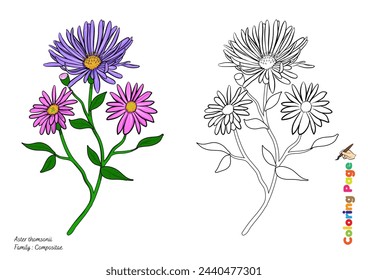 Aster thomsonii flower coloring page illustrations are accompanied by examples of colored illustrations ready to be colored and printed to help children develop their painting talents
