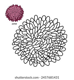 Aster - Vector Design Illustration Aster Flower For Coloring Book 