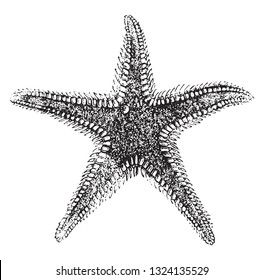 Asteria (Starfish) of the genus Asteracanthus, vintage engraved illustration. From Zoology Elements from Paul Gervais
