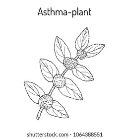Asthma-plant (Euphorbia hirta), or garden spurge, medicinal plant. Hand drawn botanical vector illustration