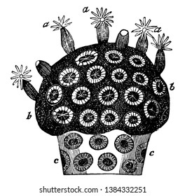 Astrae virdis where the stony rays of the cells are exceedingly numerous, vintage line drawing or engraving illustration.
