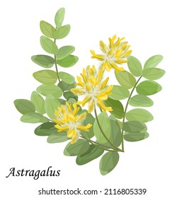 Astragalus dasyanthus branch with green leaves and fluffy yellow flowers, vector illustration.