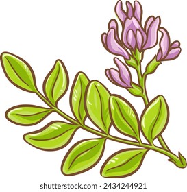 Astragalus Plant with Flowers Colored Illustration