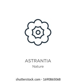 Astrantia icon. Thin linear astrantia outline icon isolated on white background from nature collection. Line vector sign, symbol for web and mobile