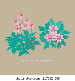 Astrantia maxima masterworts flower element illustration