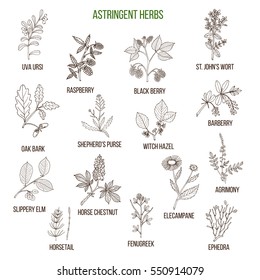 Astringent herbs. Hand drawn vector set of medicinal plants