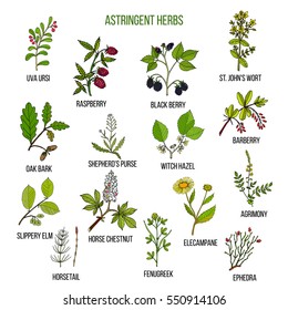 Astringent herbs. Hand drawn vector set of medicinal plants